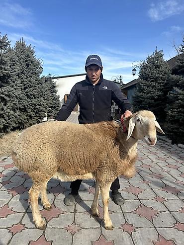 Баран, овца: Продаю | Баран (самец) | Для разведения | Племенные — 4