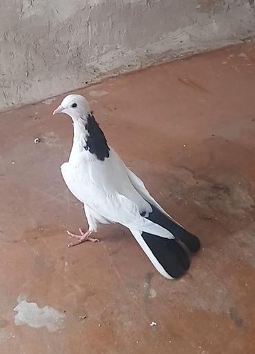 Göyərçinlər: Erkey — 4