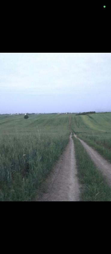 tap az samaxi: 174 sot, Kənd təsərrüfatı, Mülkiyyətçi, Kupça (Çıxarış) — 4