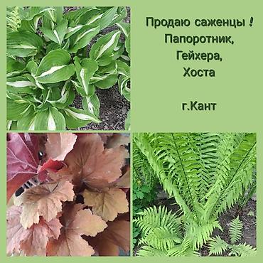 Уруктар жана көчөттөр: Өзү алып кетүү — 6