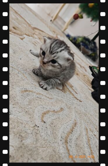 Pişiklər: Ata British fold(yasti qulaq);ana:shinsilla shorthair tabby(dik — 7