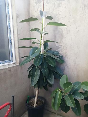 banan agaci: Geniş yarpaqlı “Ficus elastica” (rezin ağacı) saksı bitkisi - Növ — 3