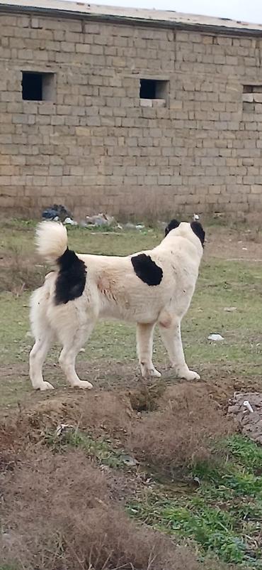 İtlər: Alabay, 1 il, Dişi, Peyvəndli — 3