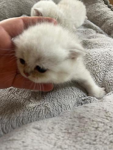 Pişiklər: Britan — 10