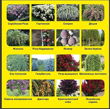 Другие фруктовые и ягодные растения: Плодово-ягодный питомник — саженцы всех видов. Большой выбор — 3