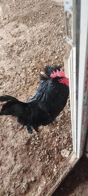 avstrolop yumurtasi: Toyuq, Australorp, Yumurtalıq, Ünvandan götürmə — 2