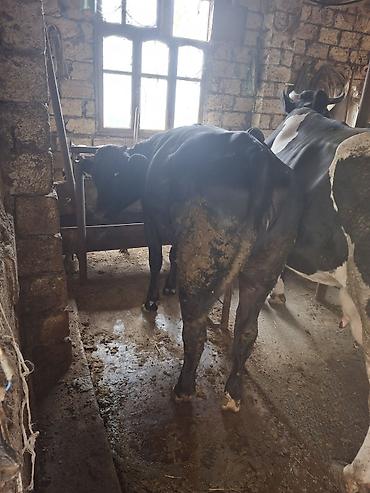 ətlik inək cinsləri: Diri cekisi 360kg 
yasi :16 ayliq
cinsi : ivanovka
ancag wp isleyir — 1