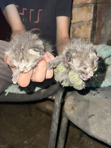 новорождённые котята: Кошка даром: Беспородная, 1 месяц, Мальчик, С прививками — 2