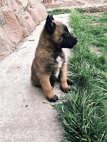 Продажа собак: Бельгийская овчарка, 2 месяца, Самка, С прививкой — 9