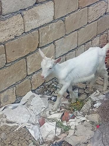 erkek: 20 baş çəpişdi erkekli dişili çoxunun burda. Şəkili yoxdu — 2