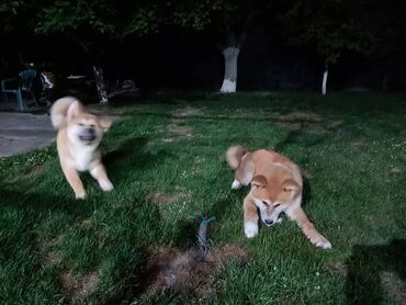 Psi: Stenci Akita Inu (Japanska Akita) stari cetiri meseca, vakcinisani i — 6