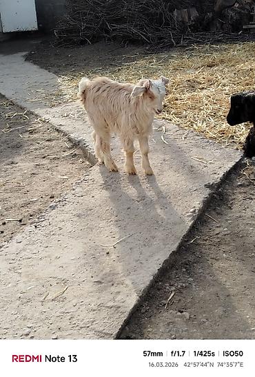 Козы, козлы: Продаю | Коза (самка) | Для молока — 4