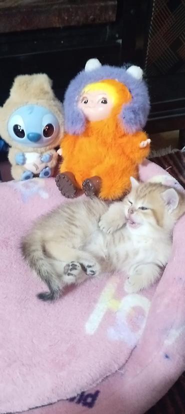 Pişiklər: Britan, Yaxşı əllərə — 38