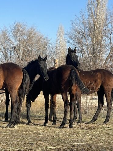 Лошади, кони: Продаю | Жеребец | Для разведения — 7