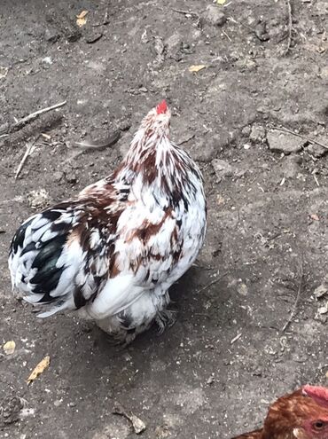 Toyuqlar: Toyuq, Damazlıq — 9