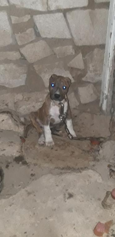 doyuş itləri: Pitbul, 2 ay, Dişi, Peyvəndli — 3