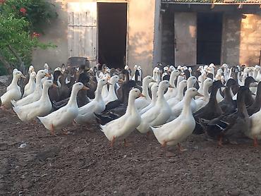 mandalin ordek: Salam ordekler saglamdi 2 kilodan artig cekisi gelir (Pekin-Yerli) — 3