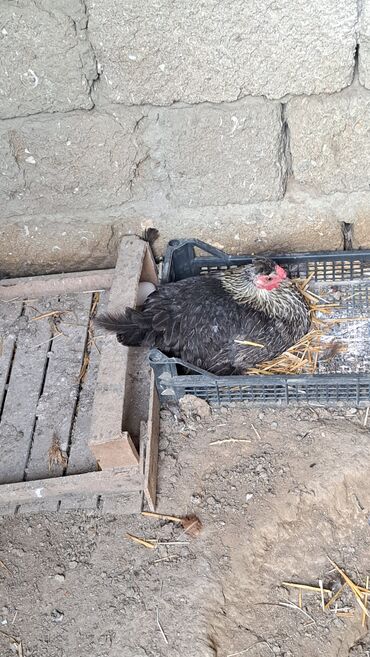 pişiyə verilən adlar: Toyuq, Damazlıq, Ünvandan götürmə, Pulsuz çatdırılma, Ödənişli çatdırılma