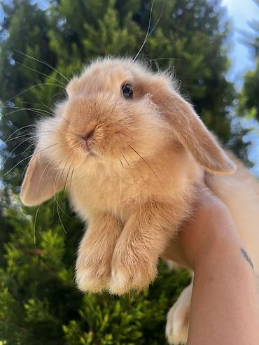 dovşan: Çox gözəl və nadir rəngə sahib Holland Lop balası satılır. 🐰 2 aylıq — 3