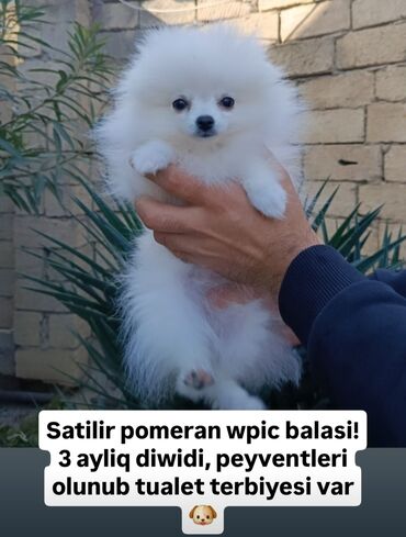 собаки в добрые руки бесплатно: Şpitz, 3 ay, Dişi, Peyvəndli