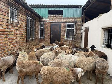 Баран, овца: Продаю | Баран (самец) | Для разведения — 11