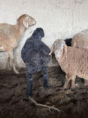 Баран, овца: Продаю | Баран (самец) — 3