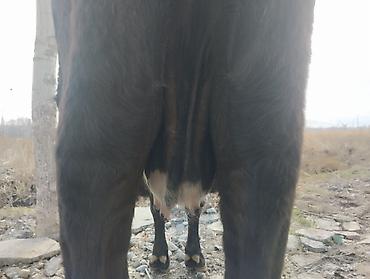 Коровы, быки: Продаю | Корова (самка) | Для молока | Привязанные — 5