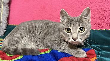 серая кошка: Котёнок, серый тигровый окрас - Домашний короткошёрстный котёнок с — 2