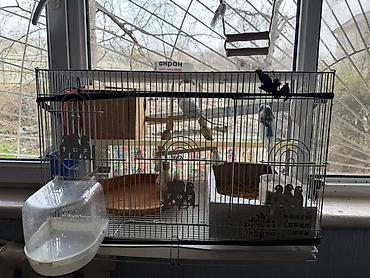 Зоотовары: Срочно!! Продаются попугаи,вместе с клеткой и другими предметамии — 2