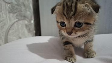 Pişiklər: Britain Şotland Bala Pişikler Satılır! 5 denedir 1ay 10gunluy — 6