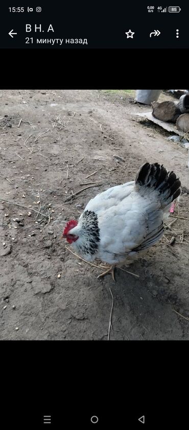 Айыл-чарба жаныбарлары: Продам квочку без цыплят