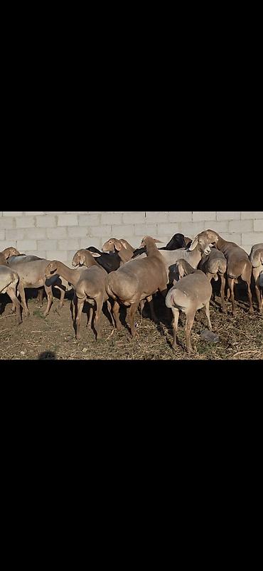 цесарка яйца: Продаю | Овца (самка) | Арашан | Для разведения | Племенные, Котные, Матка — 5