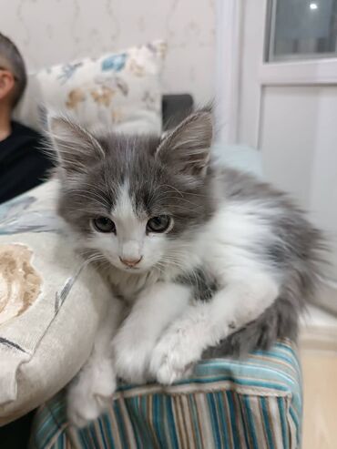 Отдам даром кошку: Кошка даром: Беспородная, 2 месяца, Мальчик, Приучена к лотку