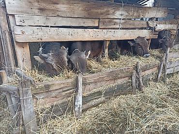 Коровы, быки: Продаю | Бык (самец) | На откорм | Привязанные — 9