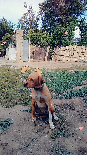 İtlər: 2 il, Dişi, Peyvəndli, Ödənişli çatdırılma — 7