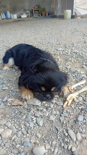 gence itler: Pekines, 7 ay, Dişi, Ünvandan götürmə