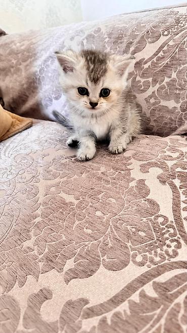 Pişiklər: Şinşilla — 6