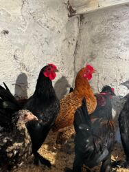 Toyuqlar: Toyuq, Yumurtalıq, Ünvandan götürmə — 3