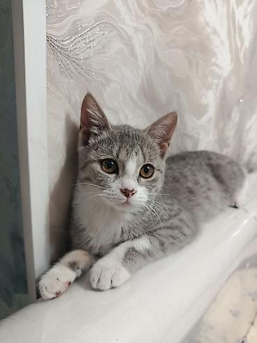 куплю коня: Кошка даром: Британская короткошёрстная, 1 год, Девочка — 4