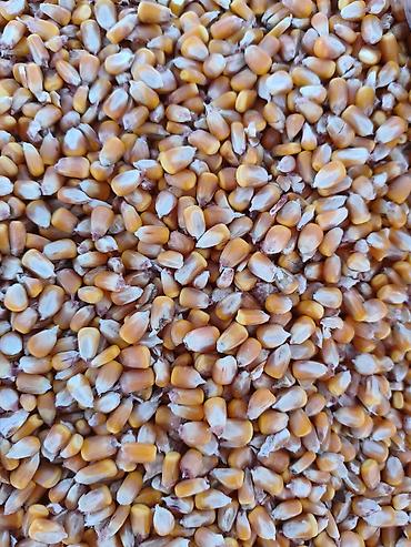 Уруктар жана көчөттөр: Кукуруза Жугору Мака Corn 🌽 🌽🌽🌽🌽🌽🌽🌽🌽🌽🌽 Мешковый и Росыпь Оптом и — 2