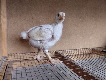 Птицы: Продаются двухнедельные цыплята бройлеры