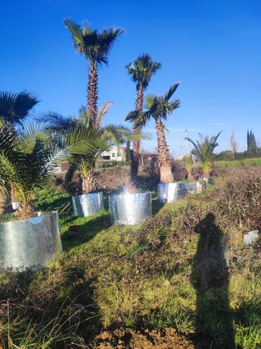 Ağaclar: Palmalar satilir 2000nen3000manatacqeder -da lalafo.az — 7 Ağaclar: Palmalar satilir 2000nen3000manatacqeder — 7