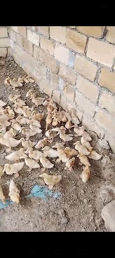ev itləri ucuz: Satılır: ördək cücələri (balalar) - Növ: ağ və açıq rəngli yerli — 2