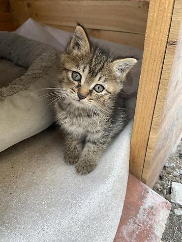 Продажа кошек: Котята, помет разноцветный: - Окрас: рыжий длинношерстный, рыжий — 2