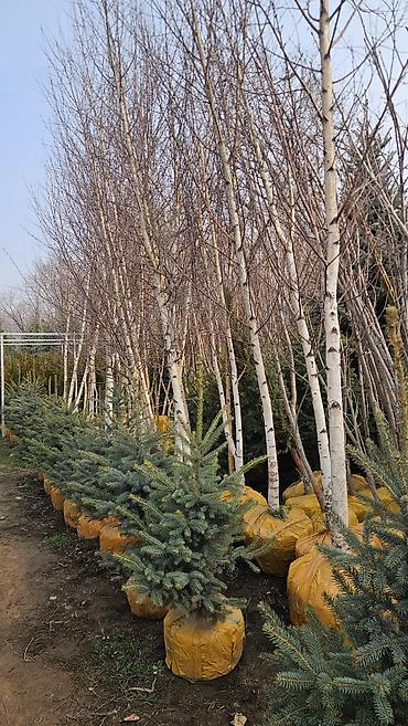 Берёза: Саженцы — 1