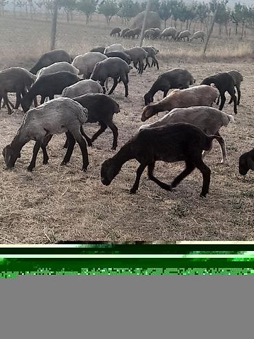tap az itler kangal: 42 baş dişi quzu damazlıqa bordağa yararlı ciddi şəxslər əlaqə saxlasa — 1