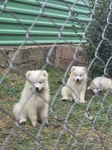 İtlər: Samoyed, Peyvəndli — 5