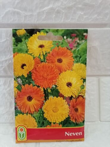 Semena i sadnice: Cena 500din/kesica — 29