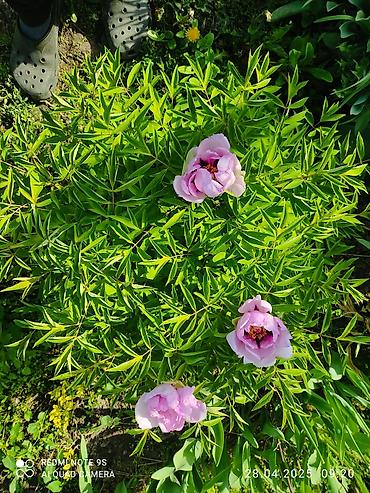 семена мака: Древовидные пионы (Paeonia suffruticosa) с крупными экзотическими — 3