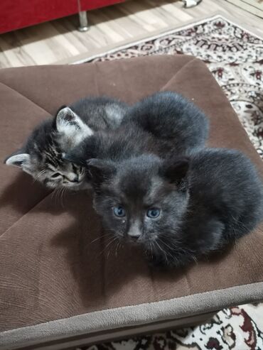 кошки сфинкс цена: 2 месяца, Девочка